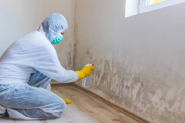 Licensed Basement Mold Remediation service in Boiling Springs, PA - WQB Mold Removal
