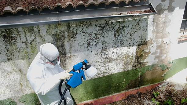 Top rated local Basement Mold Remediation specialists in Boiling Springs, PA